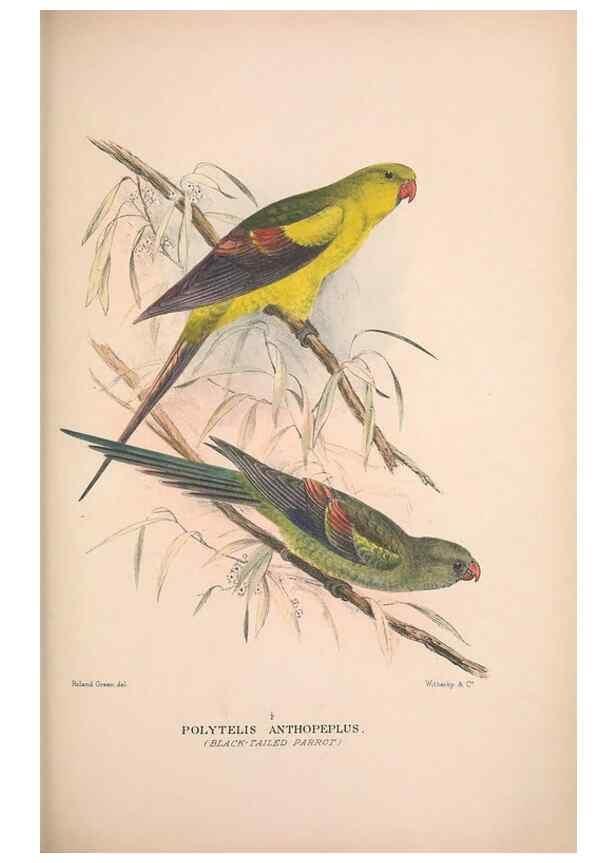 Reproducción/Reproduction 48684788227: The Birds of Australia. London :Witherby & Co.,1910-1927.. 