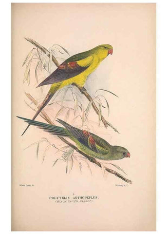 Reproducción/Reproduction 48684788227: The Birds of Australia. London :Witherby & Co.,1910-1927.. 