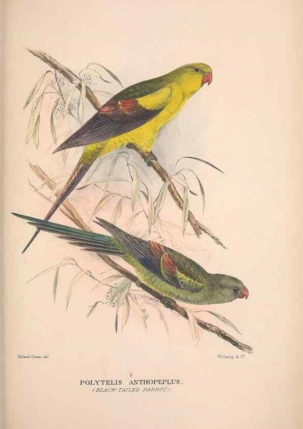 Reproducción/Reproduction 48684788227: The Birds of Australia. London :Witherby & Co.,1910-1927.. 