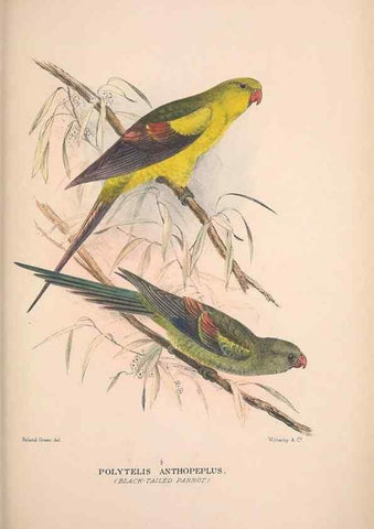 Reproducción/Reproduction 48684788227: The Birds of Australia. London :Witherby & Co.,1910-1927.. 