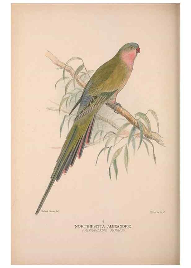 Reproducción/Reproduction 48684275933: The Birds of Australia. London :Witherby & Co.,1910-1927.. 
