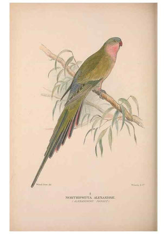 Reproducción/Reproduction 48684275933: The Birds of Australia. London :Witherby & Co.,1910-1927.. 