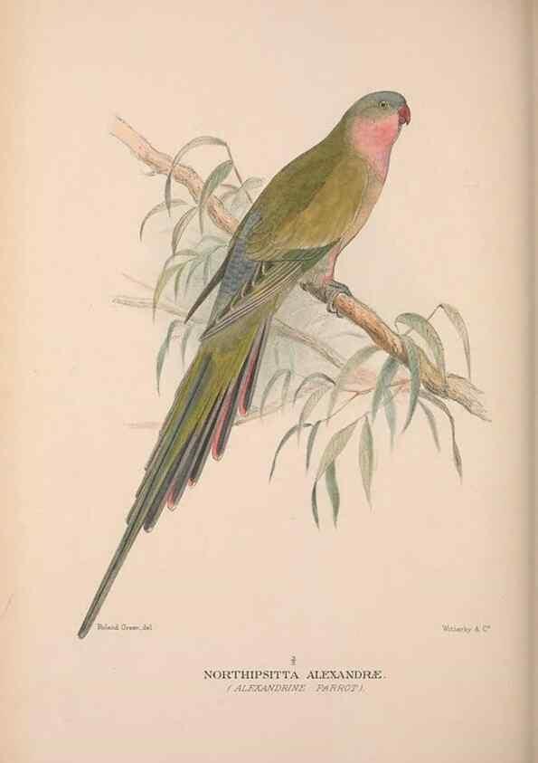 Reproducción/Reproduction 48684275933: The Birds of Australia. London :Witherby & Co.,1910-1927.. 
