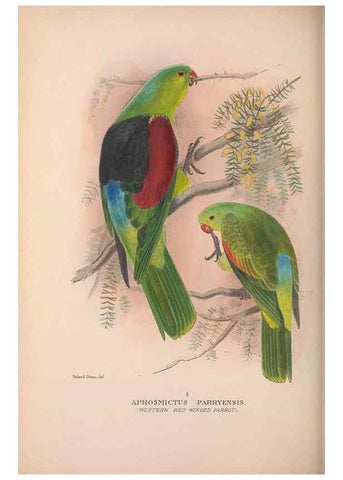 Reproducción/Reproduction 48684276253: The Birds of Australia. London :Witherby & Co.,1910-1927.. 