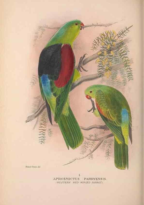 Reproducción/Reproduction 48684276253: The Birds of Australia. London :Witherby & Co.,1910-1927.. 