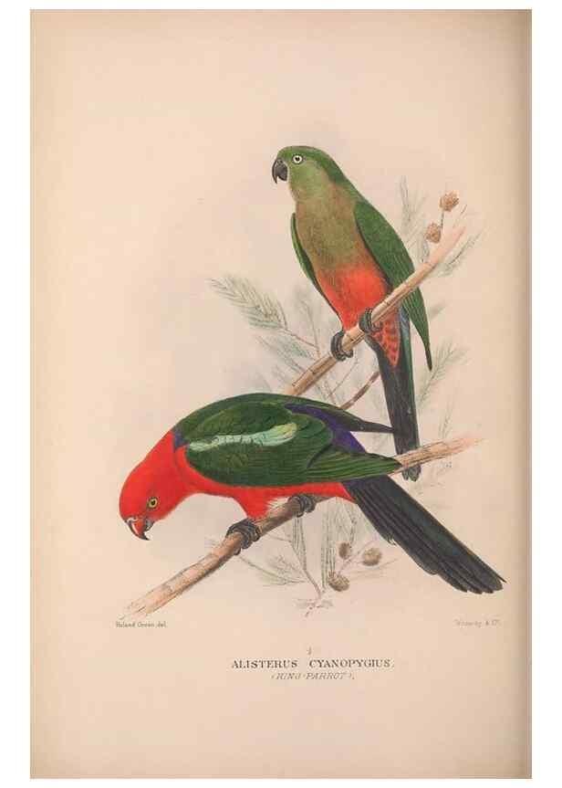 Reproducción/Reproduction 48684616196: The Birds of Australia. London :Witherby & Co.,1910-1927.. 