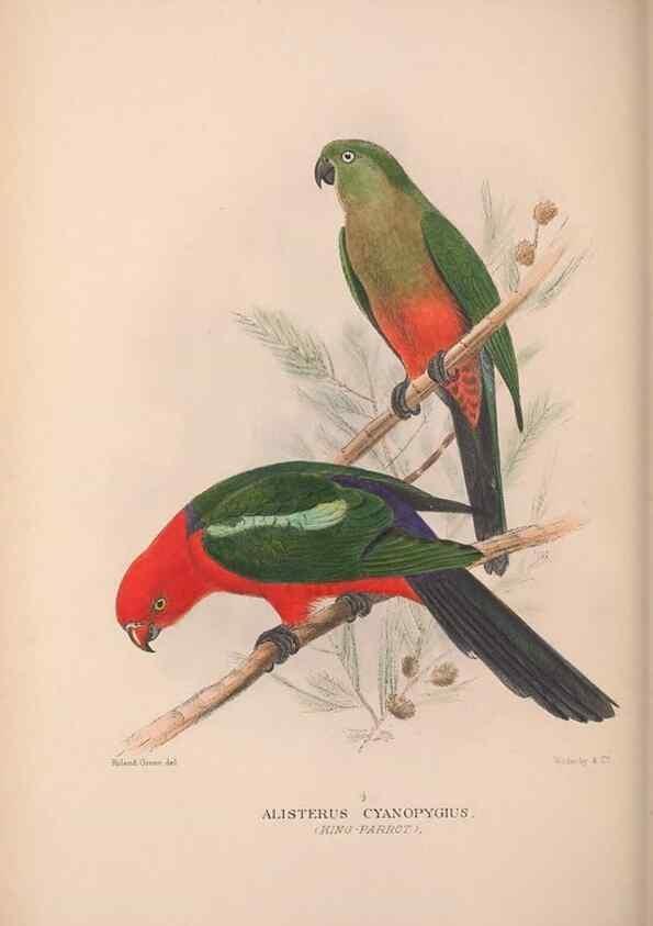 Reproducción/Reproduction 48684616196: The Birds of Australia. London :Witherby & Co.,1910-1927.. 