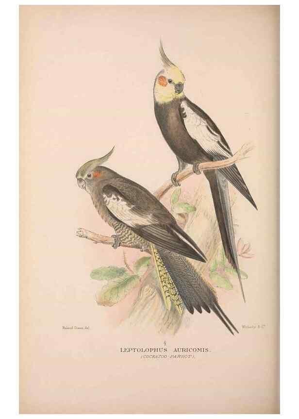 Reproducción/Reproduction 48684786947: The Birds of Australia. London :Witherby & Co.,1910-1927.. 