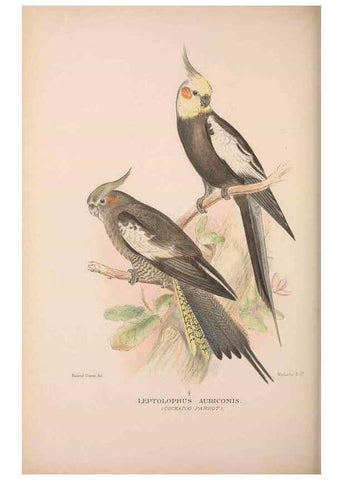 Reproducción/Reproduction 48684786947: The Birds of Australia. London :Witherby & Co.,1910-1927.. 