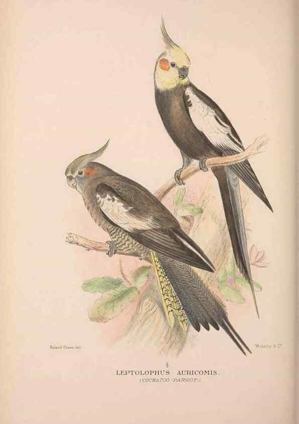 Reproducción/Reproduction 48684786947: The Birds of Australia. London :Witherby & Co.,1910-1927.. 