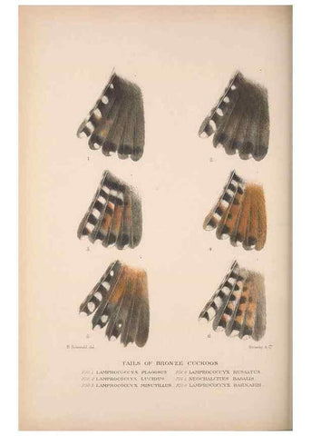 Reproducción/Reproduction 48684326433: The Birds of Australia. London :Witherby & Co.,1910-1927.. 