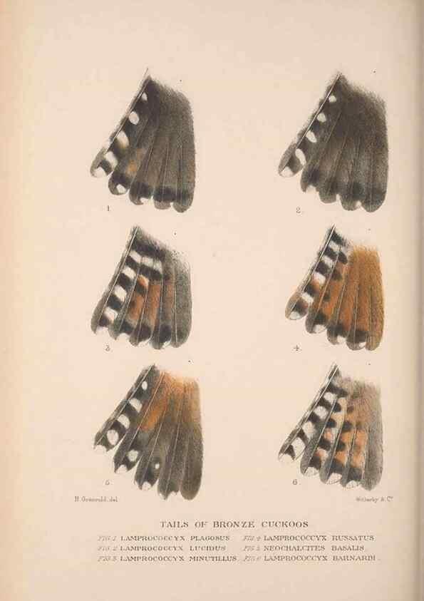 Reproducción/Reproduction 48684326433: The Birds of Australia. London :Witherby & Co.,1910-1927.. 