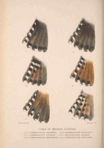 Reproducción/Reproduction 48684326433: The Birds of Australia. London :Witherby & Co.,1910-1927.. 