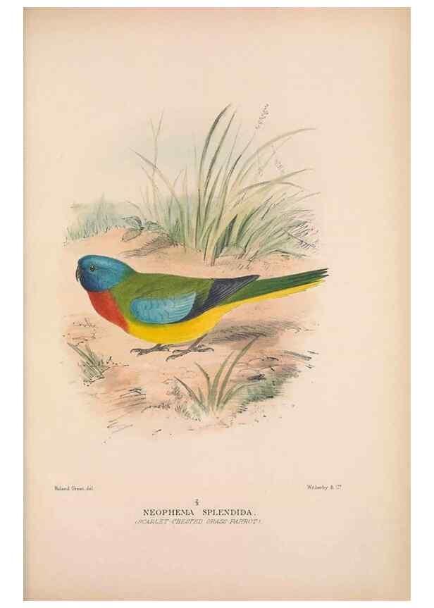 Reproducción/Reproduction 48684622936: The Birds of Australia. London :Witherby & Co.,1910-1927.. 