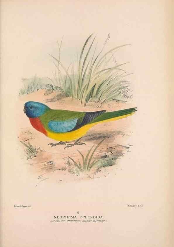 Reproducción/Reproduction 48684622936: The Birds of Australia. London :Witherby & Co.,1910-1927.. 