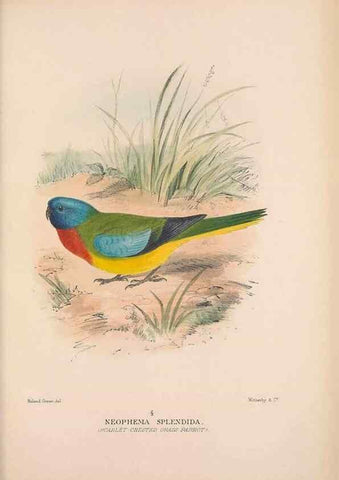 Reproducción/Reproduction 48684622936: The Birds of Australia. London :Witherby & Co.,1910-1927.. 