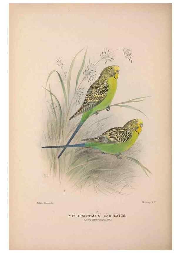 Reproducción/Reproduction 48684623506: The Birds of Australia. London :Witherby & Co.,1910-1927.. 