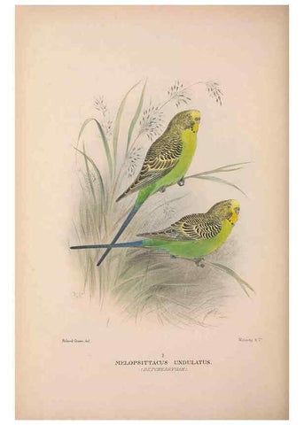 Reproducción/Reproduction 48684623506: The Birds of Australia. London :Witherby & Co.,1910-1927.. 