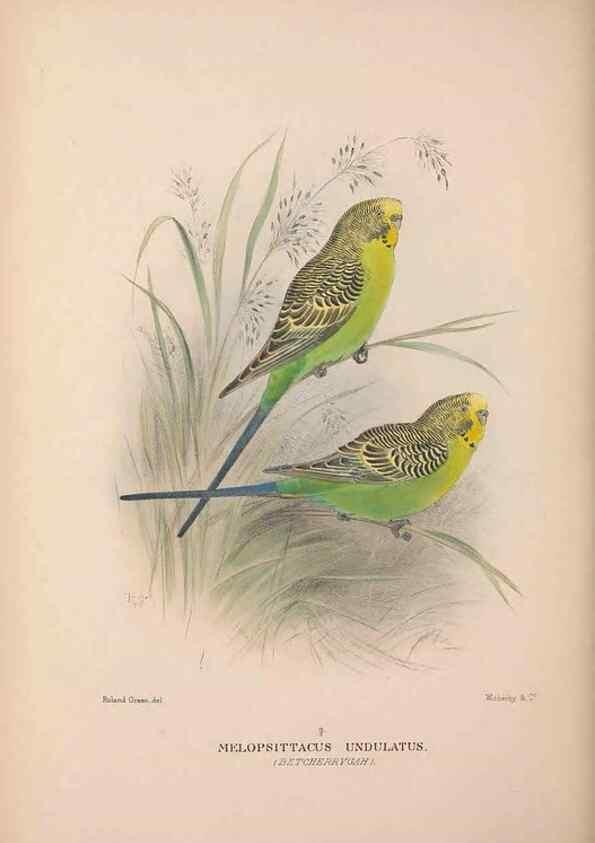Reproducción/Reproduction 48684623506: The Birds of Australia. London :Witherby & Co.,1910-1927.. 