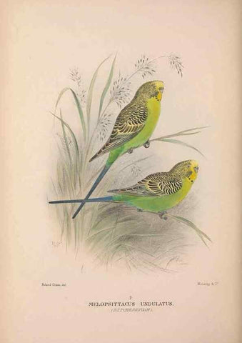 Reproducción/Reproduction 48684623506: The Birds of Australia. London :Witherby & Co.,1910-1927.. 