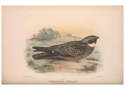 Reproducción/Reproduction 48684320808: The Birds of Australia. London :Witherby & Co.,1910-1927.. 
