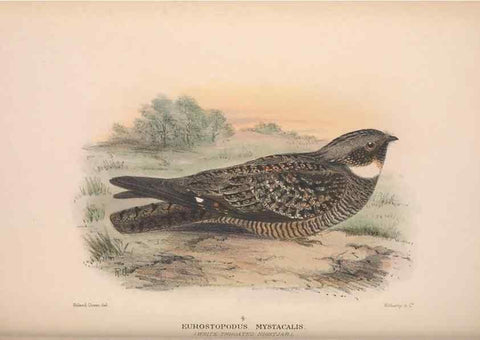 Reproducción/Reproduction 48684320808: The Birds of Australia. London :Witherby & Co.,1910-1927.. 