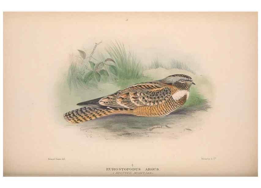 Reproducción/Reproduction 48684660181: The Birds of Australia. London :Witherby & Co.,1910-1927.. 
