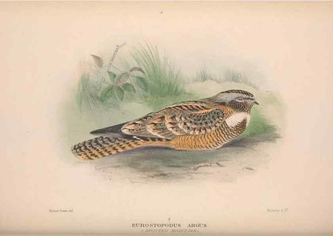 Reproducción/Reproduction 48684660181: The Birds of Australia. London :Witherby & Co.,1910-1927.. 