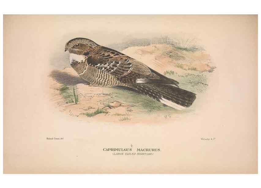 Reproducción/Reproduction 48684321698: The Birds of Australia. London :Witherby & Co.,1910-1927.. 