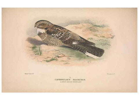Reproducción/Reproduction 48684321698: The Birds of Australia. London :Witherby & Co.,1910-1927.. 