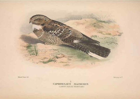 Reproducción/Reproduction 48684321698: The Birds of Australia. London :Witherby & Co.,1910-1927.. 