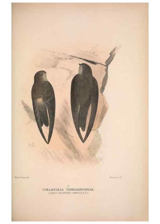 Reproducción/Reproduction 48684322008: The Birds of Australia. London :Witherby & Co.,1910-1927.. 