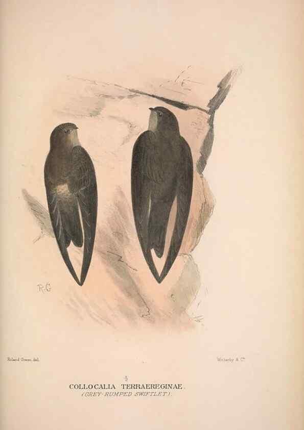 Reproducción/Reproduction 48684322008: The Birds of Australia. London :Witherby & Co.,1910-1927.. 