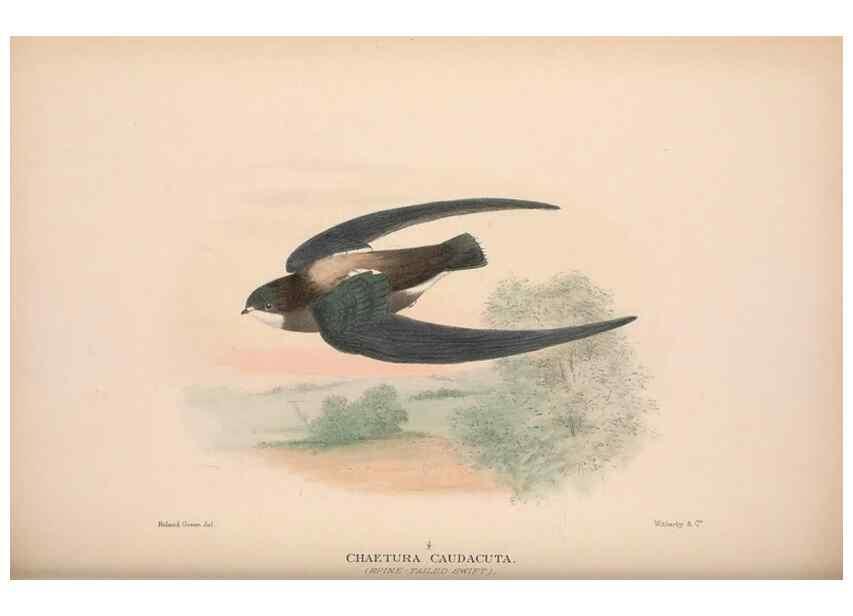 Reproducción/Reproduction 48684322608: The Birds of Australia. London :Witherby & Co.,1910-1927.. 