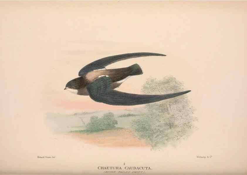 Reproducción/Reproduction 48684322608: The Birds of Australia. London :Witherby & Co.,1910-1927.. 