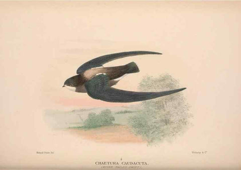 Reproducción/Reproduction 48684322608: The Birds of Australia. London :Witherby & Co.,1910-1927.. 