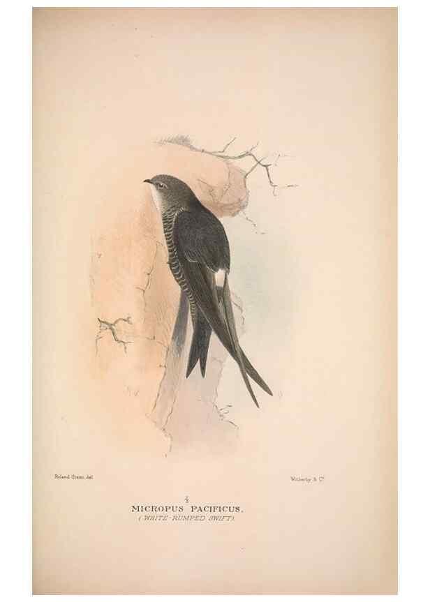 Reproducción/Reproduction 48684661616: The Birds of Australia. London :Witherby & Co.,1910-1927.. 