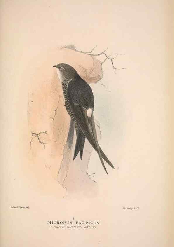 Reproducción/Reproduction 48684661616: The Birds of Australia. London :Witherby & Co.,1910-1927.. 
