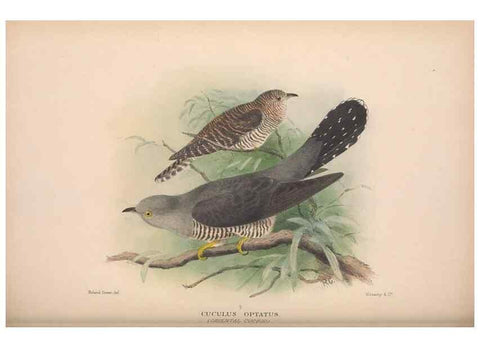 Reproducción/Reproduction 48684834672: The Birds of Australia. London :Witherby & Co.,1910-1927.. 
