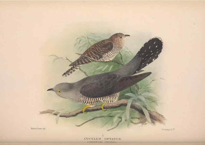 Reproducción/Reproduction 48684834672: The Birds of Australia. London :Witherby & Co.,1910-1927.. 