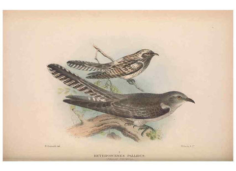 Reproducción/Reproduction 48684323728: The Birds of Australia. London :Witherby & Co.,1910-1927.. 