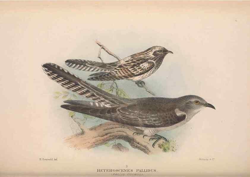 Reproducción/Reproduction 48684323728: The Birds of Australia. London :Witherby & Co.,1910-1927.. 