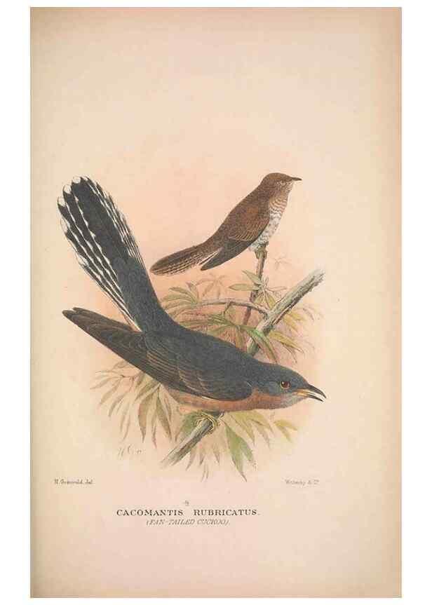 Reproducción/Reproduction 48684662656: The Birds of Australia. London :Witherby & Co.,1910-1927.. 
