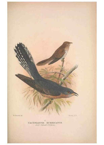 Reproducción/Reproduction 48684662656: The Birds of Australia. London :Witherby & Co.,1910-1927.. 