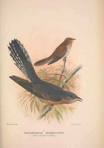 Reproducción/Reproduction 48684662656: The Birds of Australia. London :Witherby & Co.,1910-1927.. 