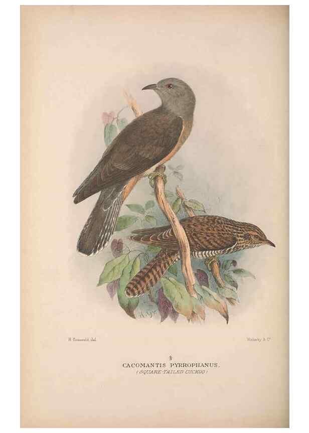 Reproducción/Reproduction 48684324298: The Birds of Australia. London :Witherby & Co.,1910-1927.. 