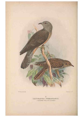 Reproducción/Reproduction 48684324298: The Birds of Australia. London :Witherby & Co.,1910-1927.. 
