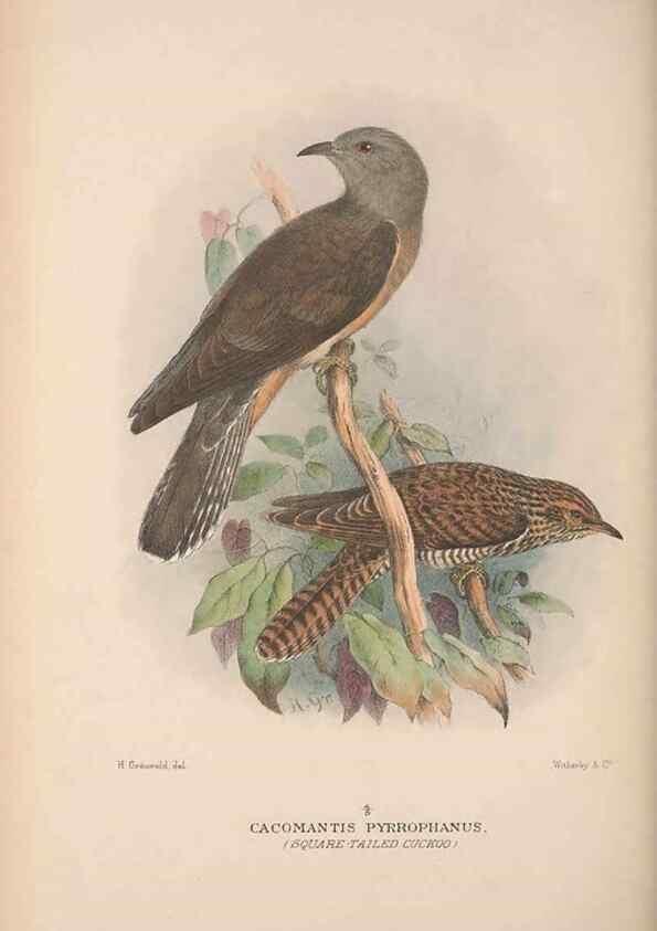 Reproducción/Reproduction 48684324298: The Birds of Australia. London :Witherby & Co.,1910-1927.. 