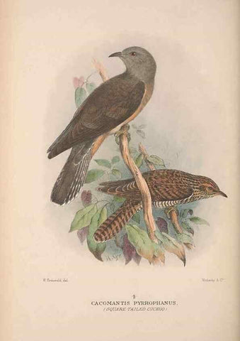 Reproducción/Reproduction 48684324298: The Birds of Australia. London :Witherby & Co.,1910-1927.. 