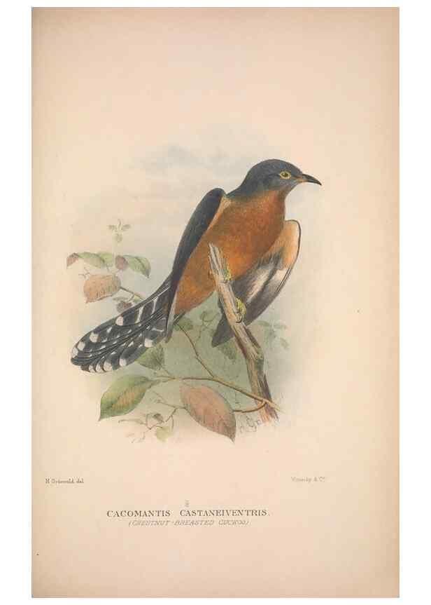 Reproducción/Reproduction 48684835852: The Birds of Australia. London :Witherby & Co.,1910-1927.. 
